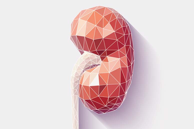 Computer generated kidney